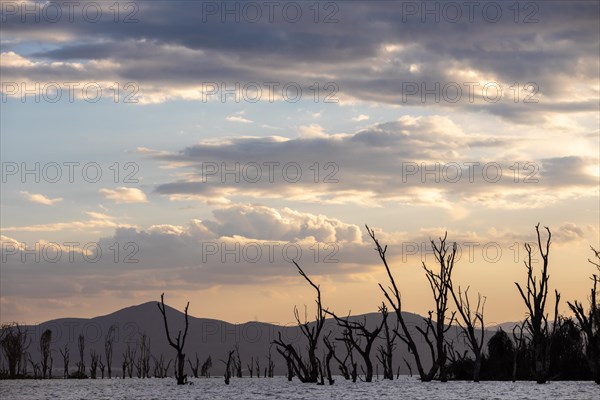 Dead trees in a lake