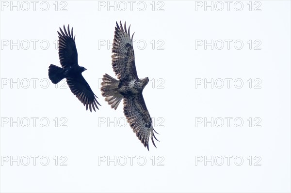 Carrion crow