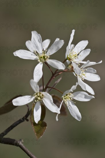 Rocky pear