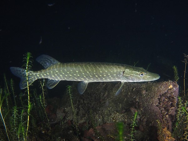 Pike