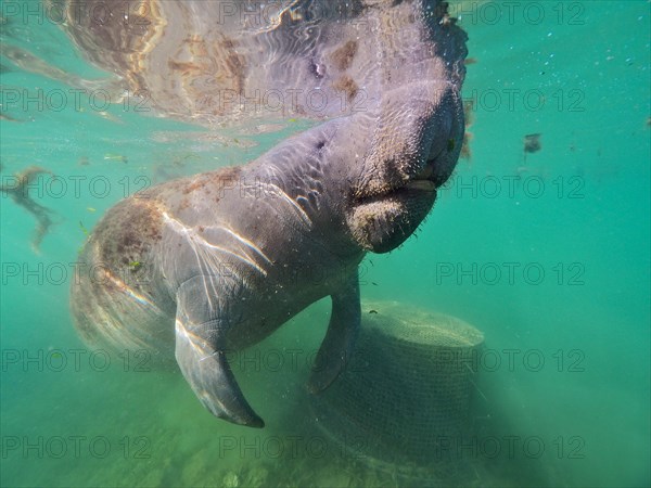 Round-tailed manatee