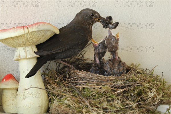 Blackbird