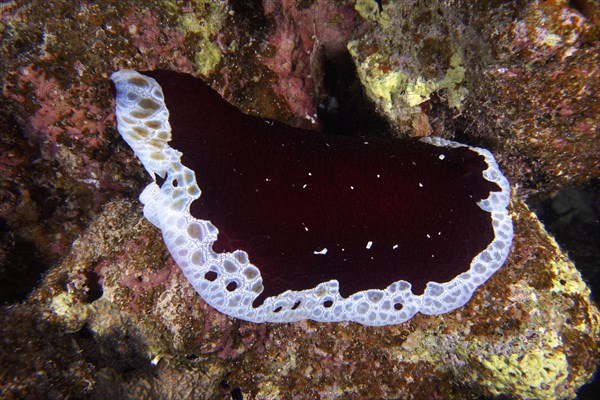 Large sofa cushion snail