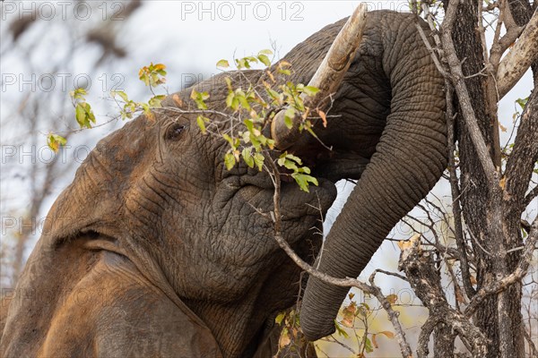 African elephant