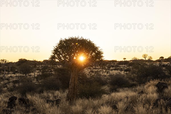 Quiver tree