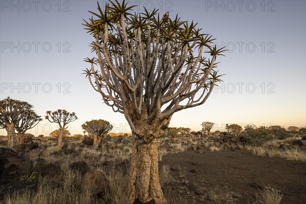 Quiver tree