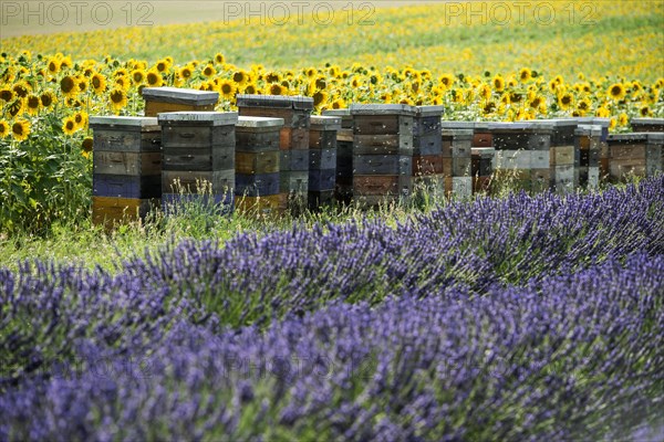 Flowering lavender