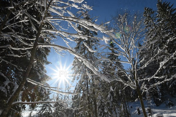 Winter idyll