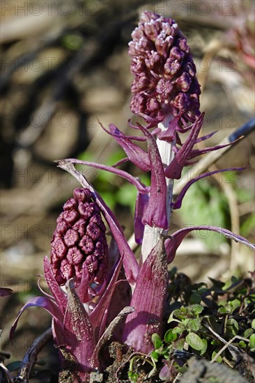 Butterbur