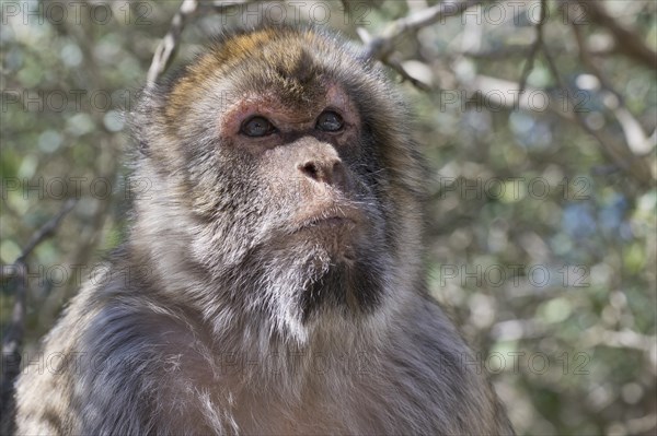 Barbary macaque