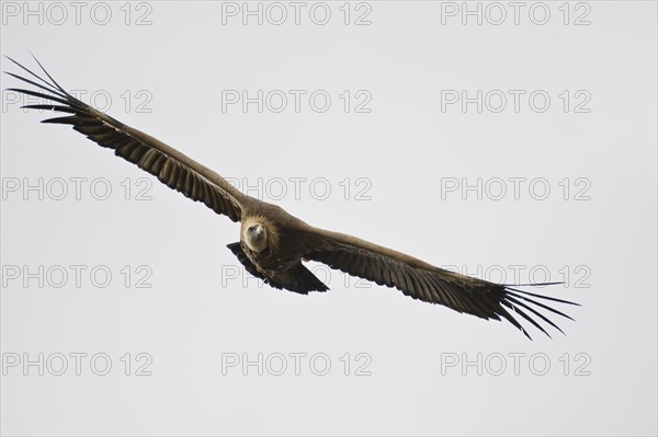 Griffon Vulture