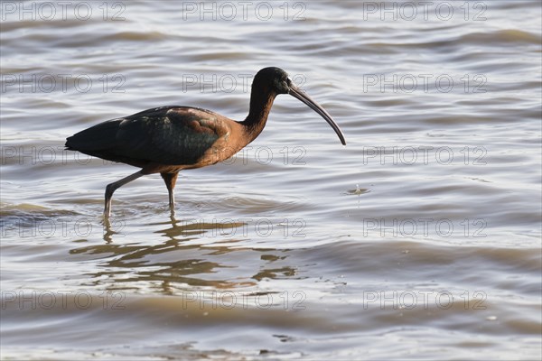 Glossy ibis