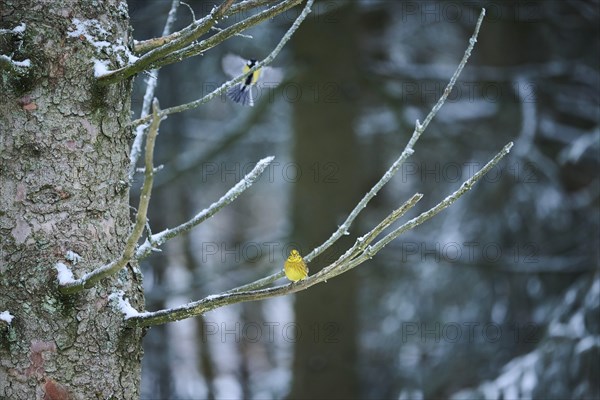 Yellowhammer