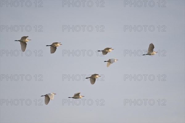 Cattle Egret