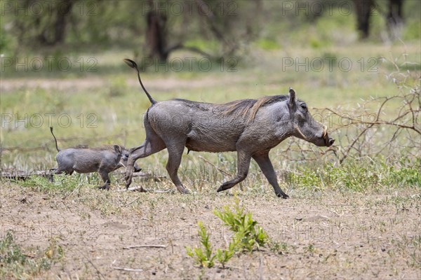 Common warthog