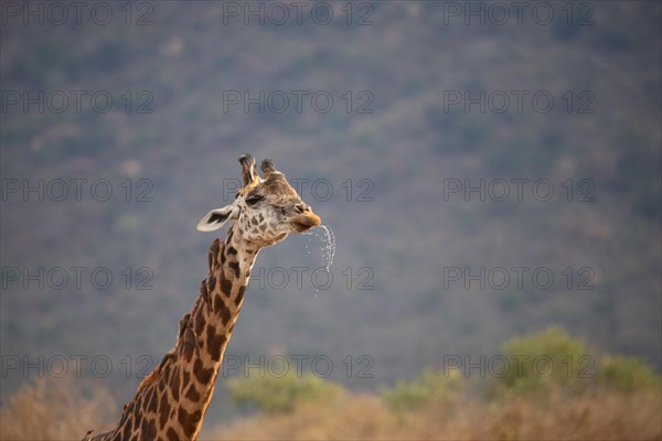 Single giraffe