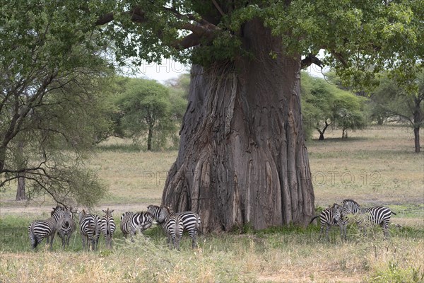 Plains zebra