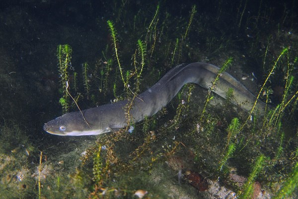 European eel