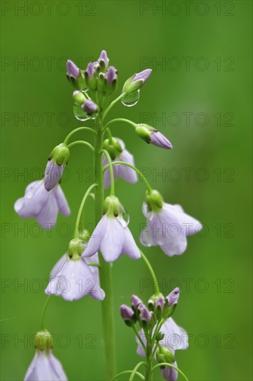 Cuckoo flower