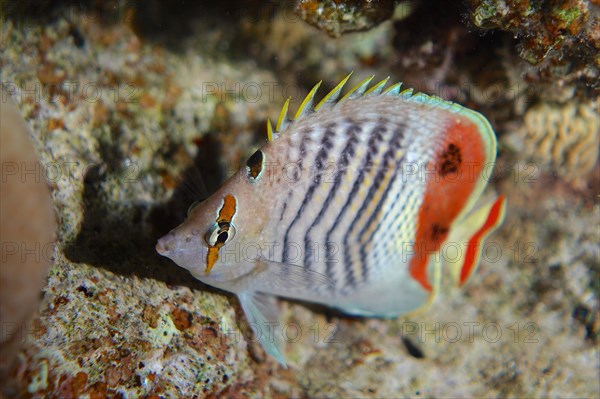 Eritrean butterflyfish