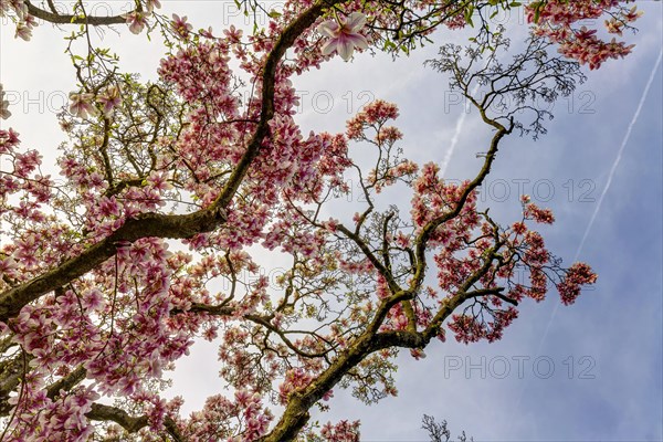 Flowering magnolia