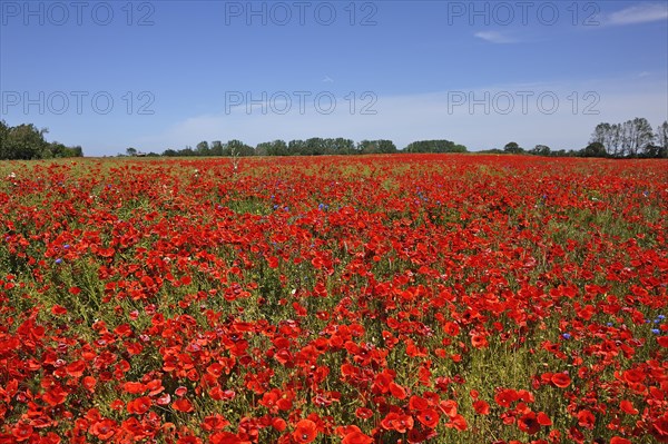 Blooming poppy flower