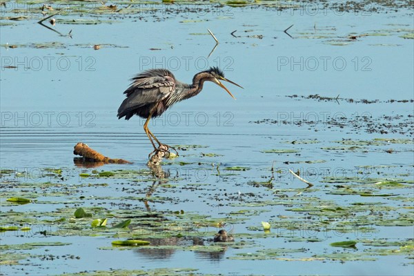 Purple heron with open beak and shaken plumage standing on branch in water with green water plants seen on the right