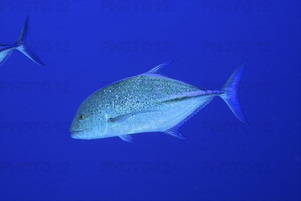 Bluefin trevally