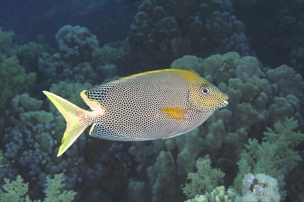 Spotted rabbitfish