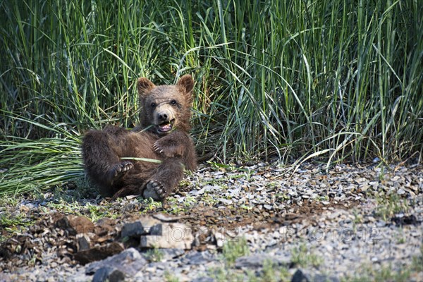 Young grizzly bear eating sedge