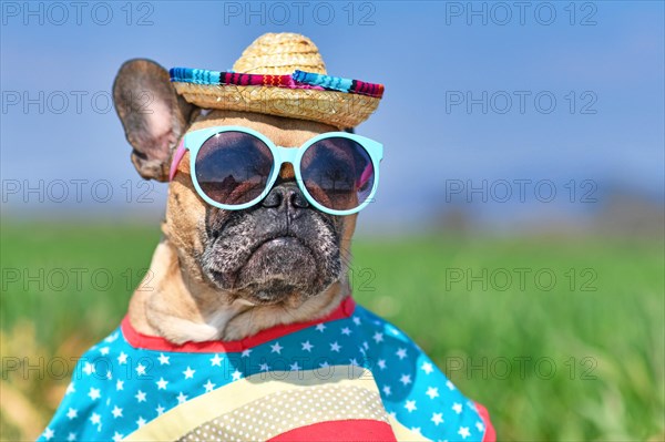 Funny French Bulldog dog dressed up with sunglasses