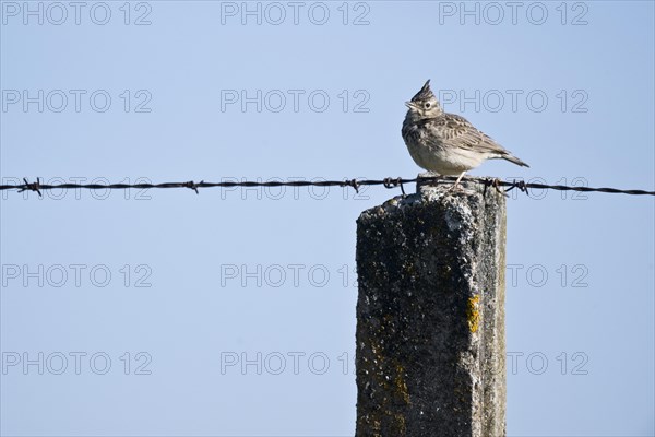 Crested Lark