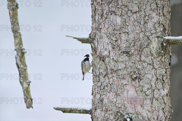 Coal tit