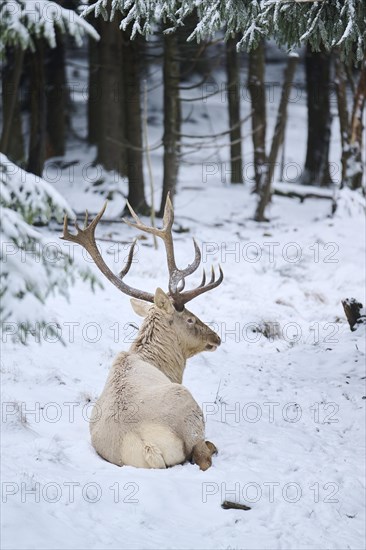 Red deer