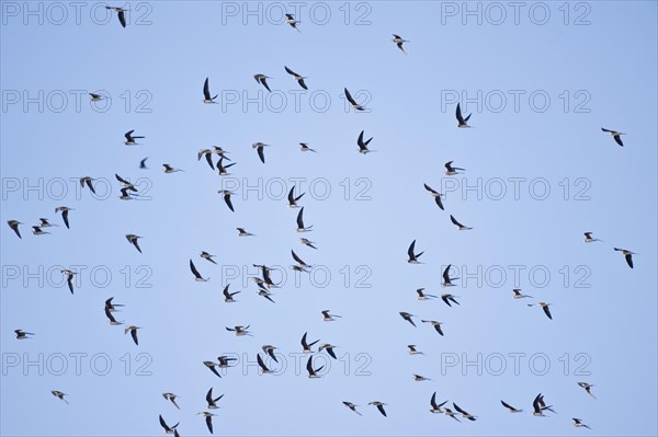 Cliff Swallows