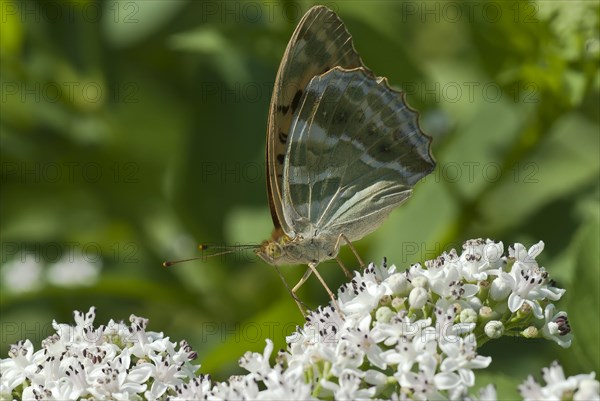 Silver-washed fritillary