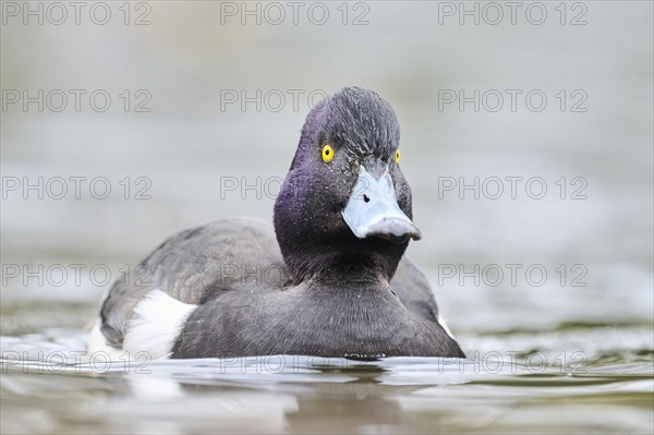 Tufted pochard