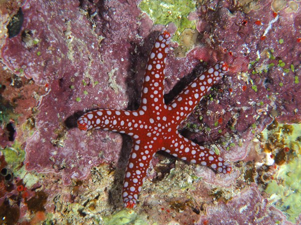 Ghardaqa Starfish