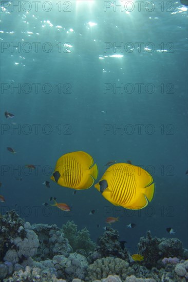 Pair of bluecheek butterflyfish