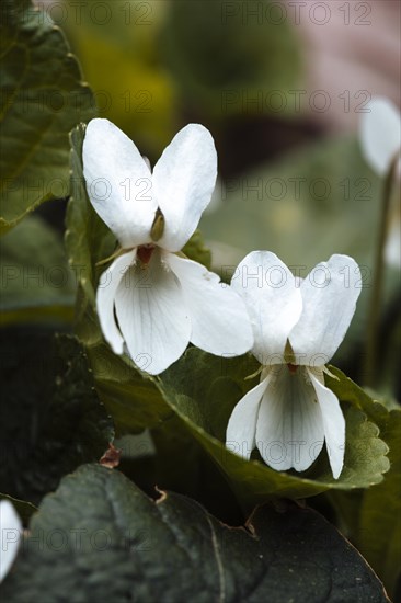 White violets