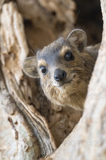 Rock Hyrax