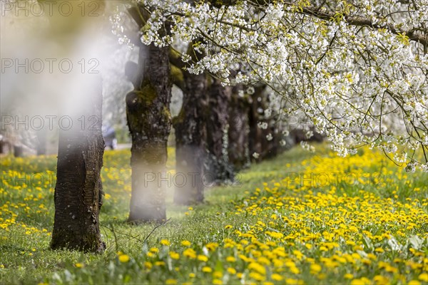 Blossoming cherry trees in spring