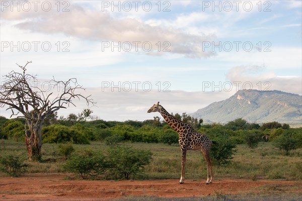 Single giraffe