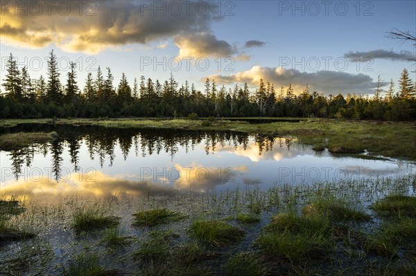 The Hornsee in the Wildseemoor in the evening at sunset