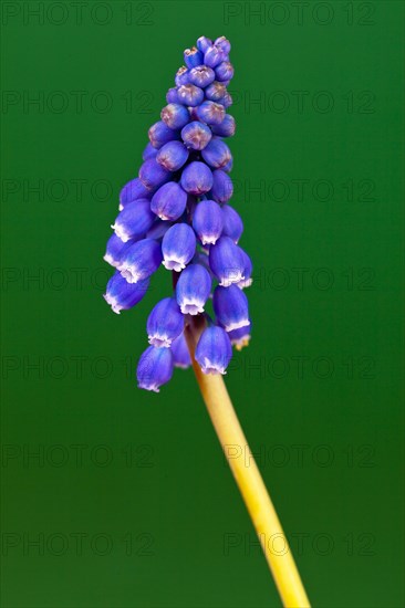 Grape hyacinth