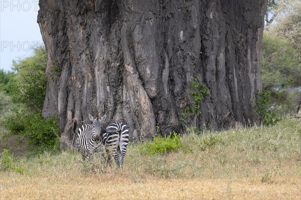 Plains zebra