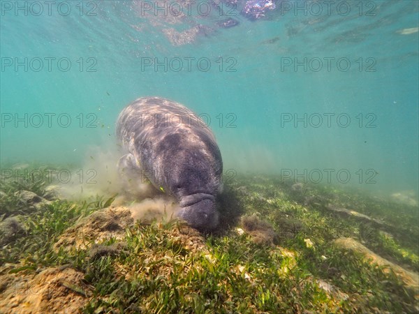 Round-tailed manatee