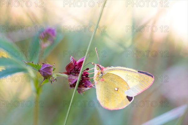 Palaeno sulphur