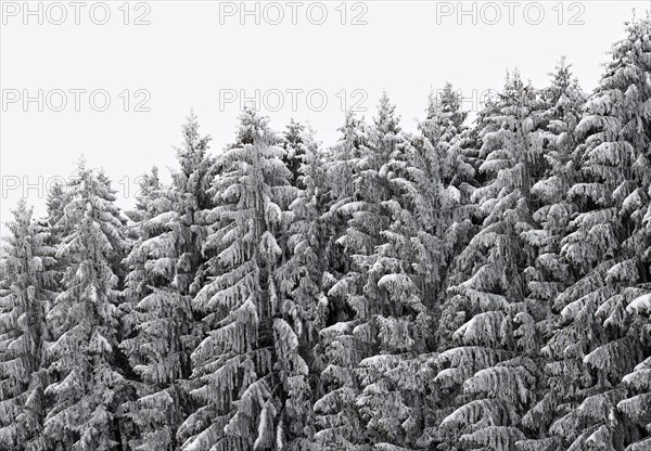 Spruce forest in winter