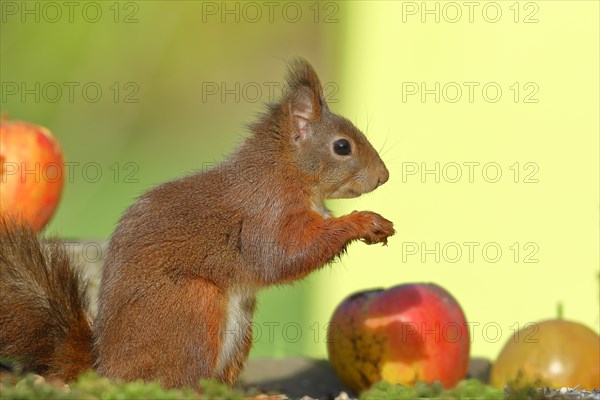 Eurasian red squirrel